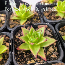 Load image into Gallery viewer, Echeveria Agavoides Lipstick
