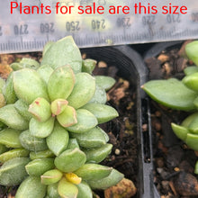 Load image into Gallery viewer, Adromischus Schuldtianus
