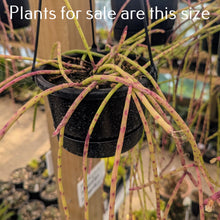 Load image into Gallery viewer, Rhipsalis Baccifera | Spaghetti Cactus
