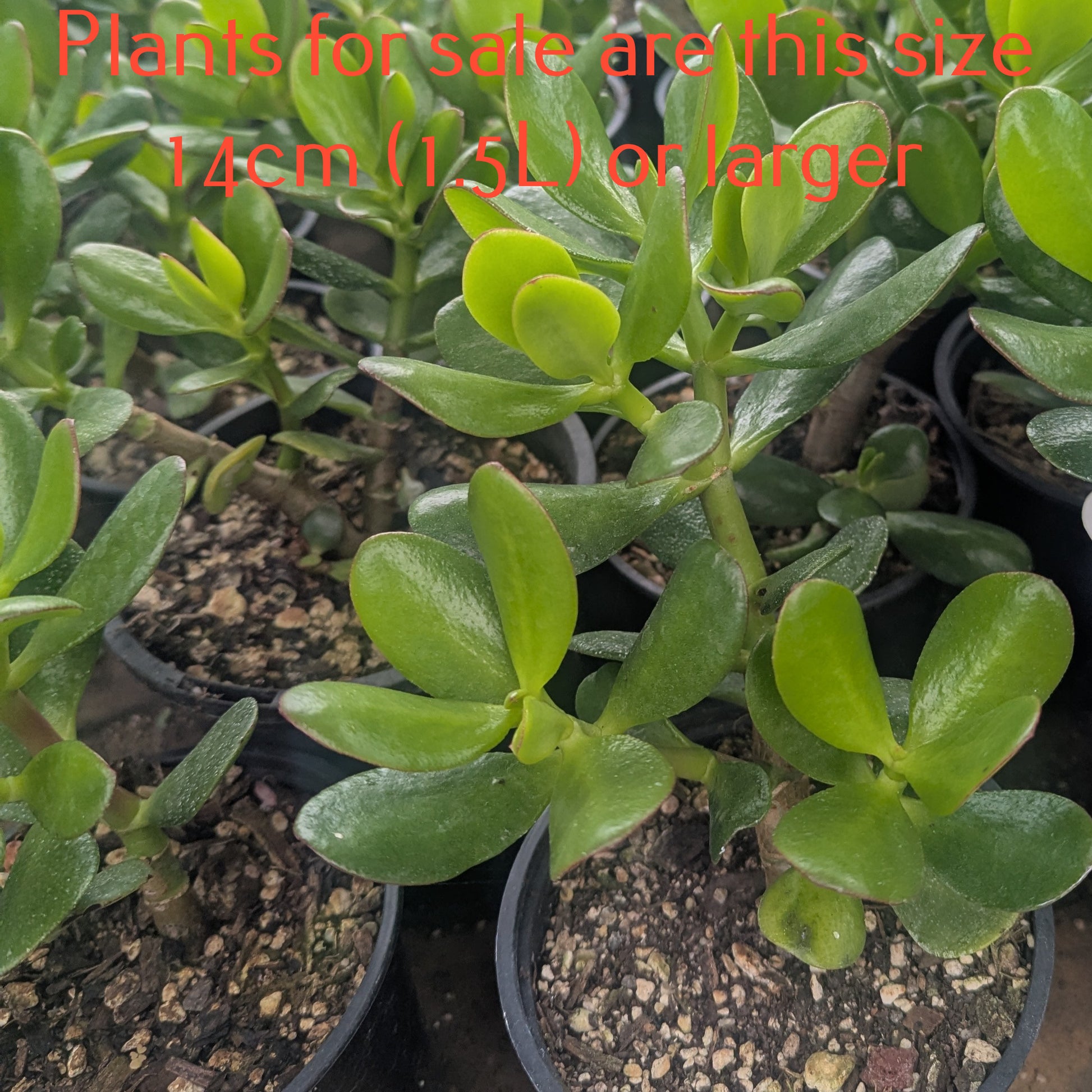 classic jade succulent Crassula Ovata | Classic Jade Plant