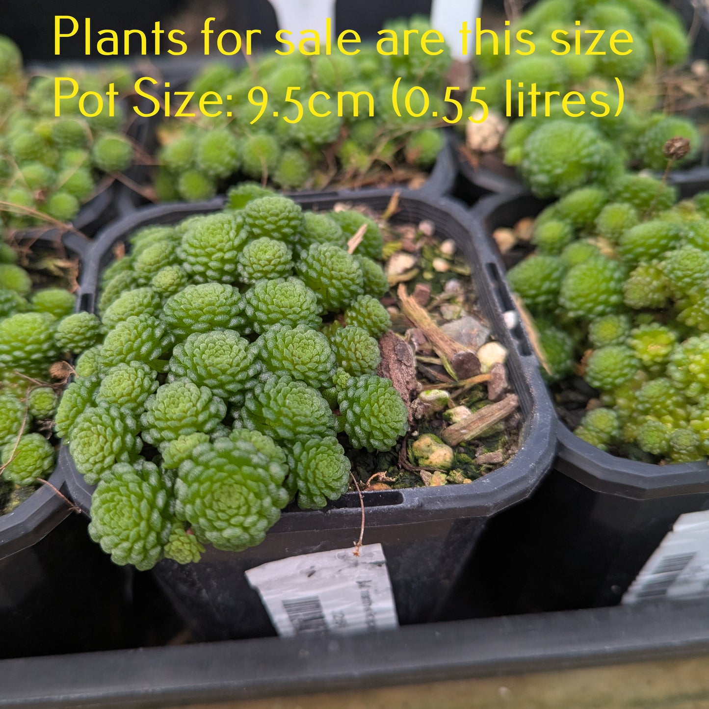 Monanthes Polyphylla