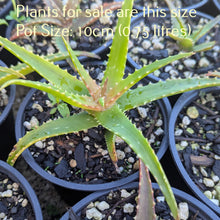 Load image into Gallery viewer, Aloe Bush Baby Yellow
