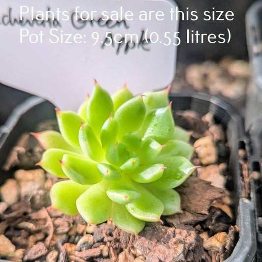 Echeveria Green Apple