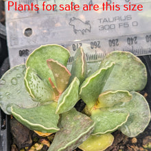 Load image into Gallery viewer, Adromischus Cooperi | Plover Eggs Plant
