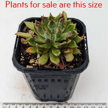 Load image into Gallery viewer, Echeveria Pulidonis
