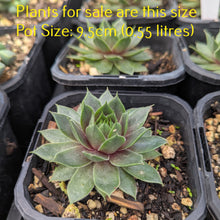 Load image into Gallery viewer, Sempervivum Butterpat
