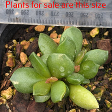 Load image into Gallery viewer, Adromischus Hemisphaericus
