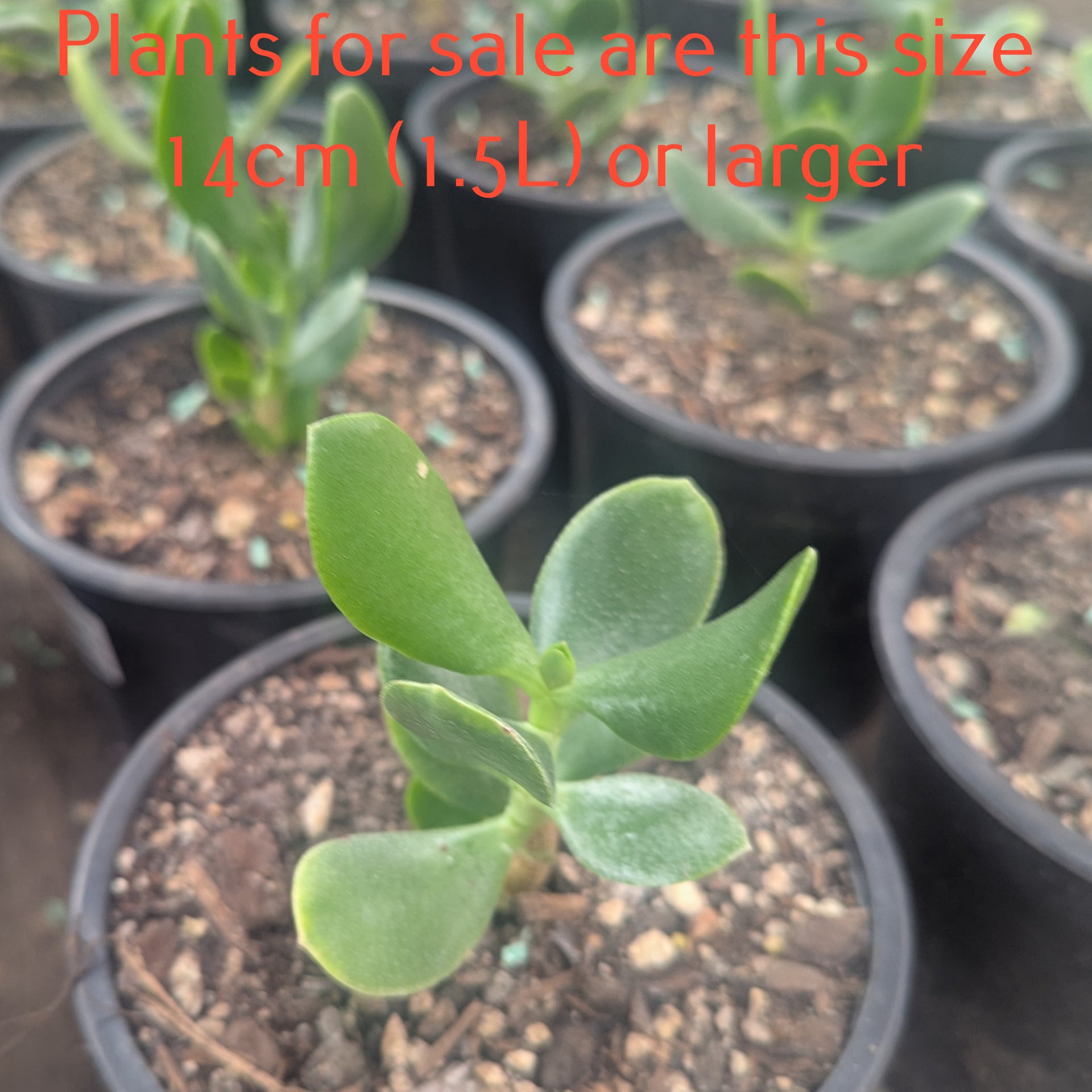 jade plant nz Crassula Ovata