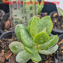 Load image into Gallery viewer, Adromischus Malculatus Mosselbaai | Mossel Bay
