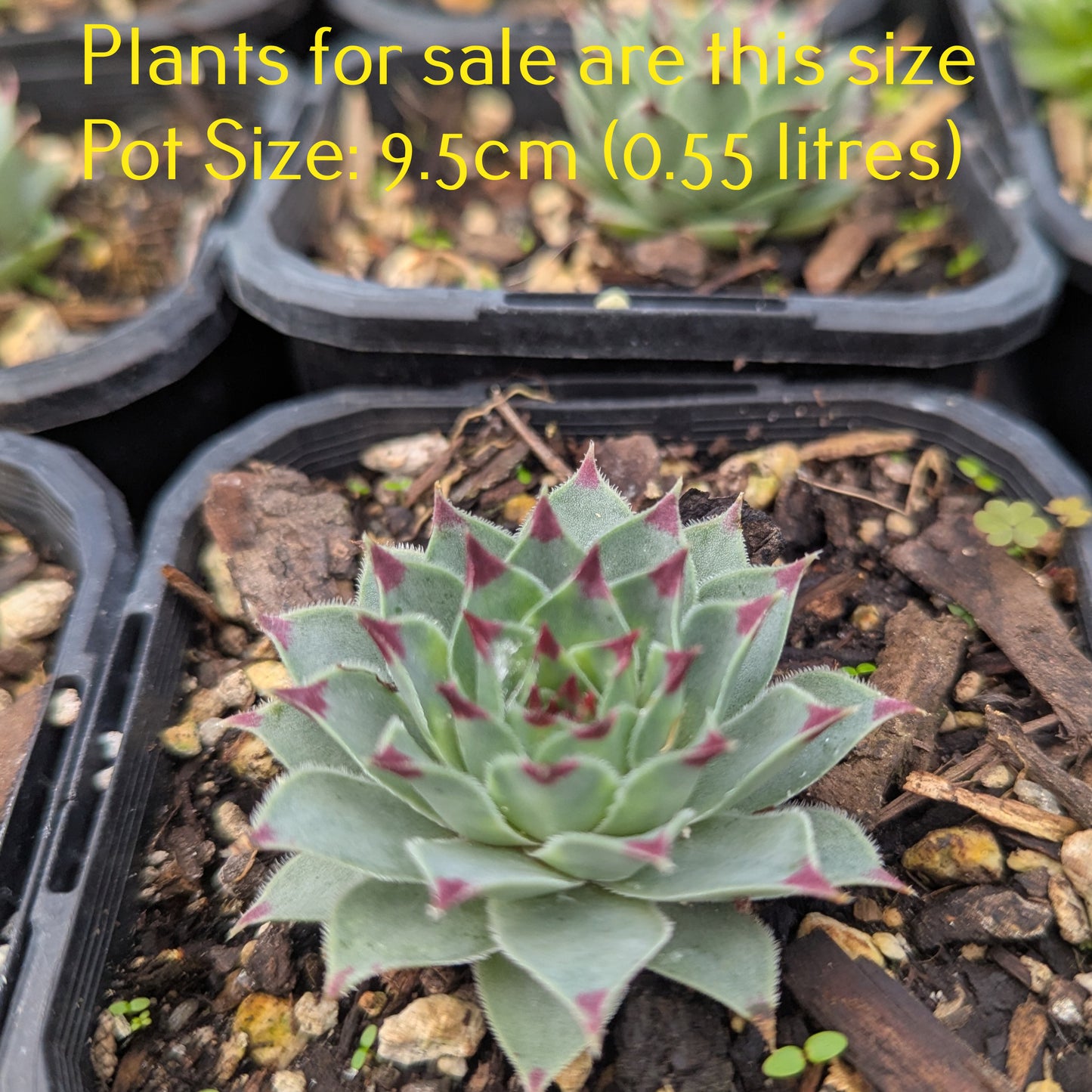 Sempervivum Calcareum - Houseleek Greenii