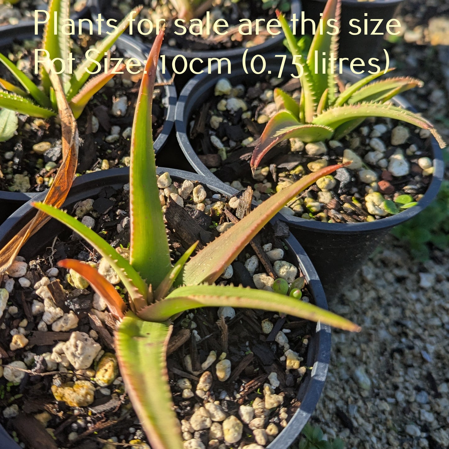 Aloe Fairy Pink