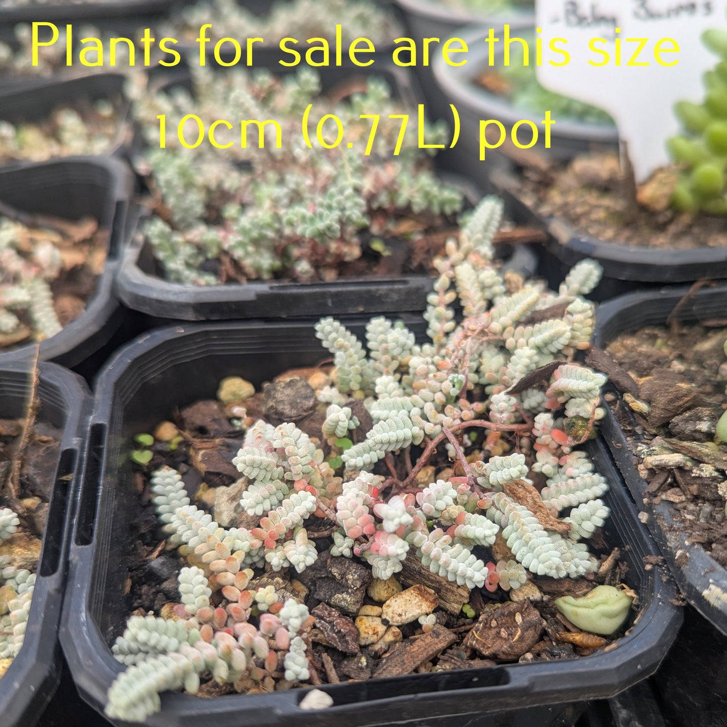 Sedum Brevifolium Var. Quinquefarium