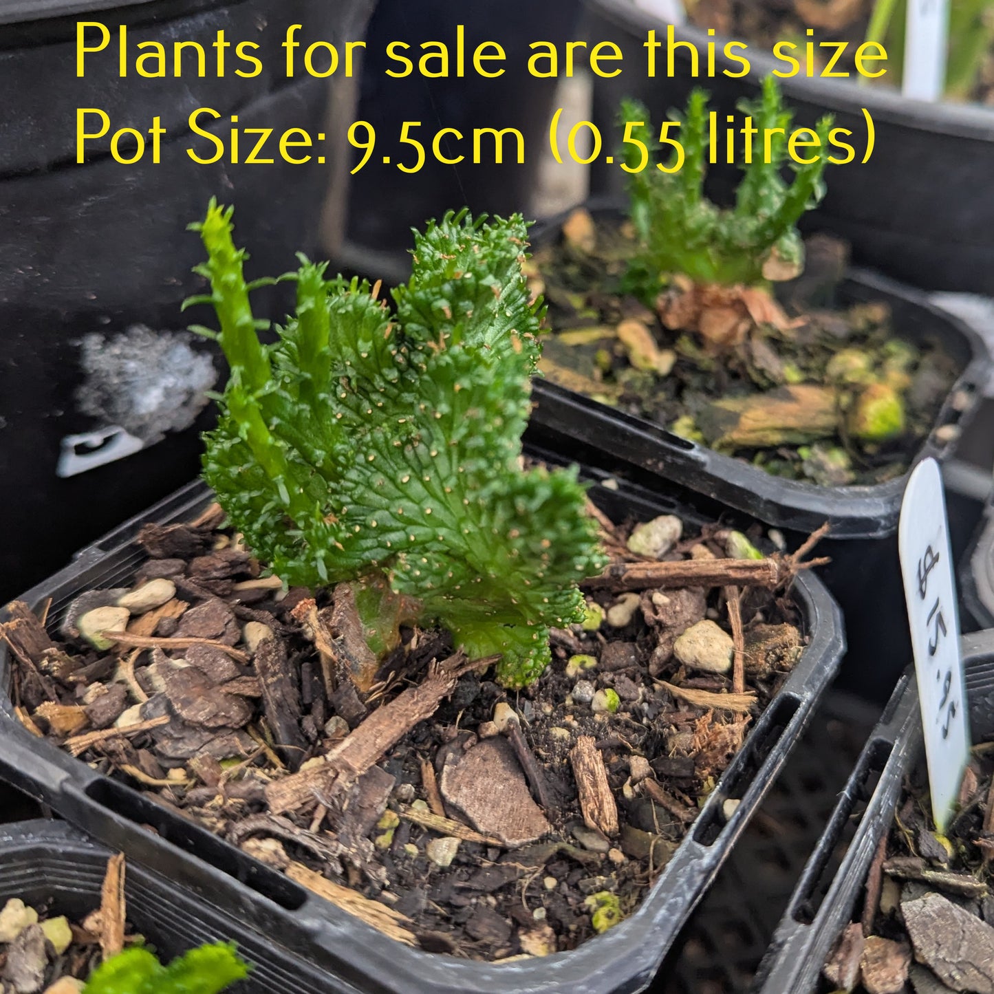 Euphorbia Flanaganii Cristata | Green Coral