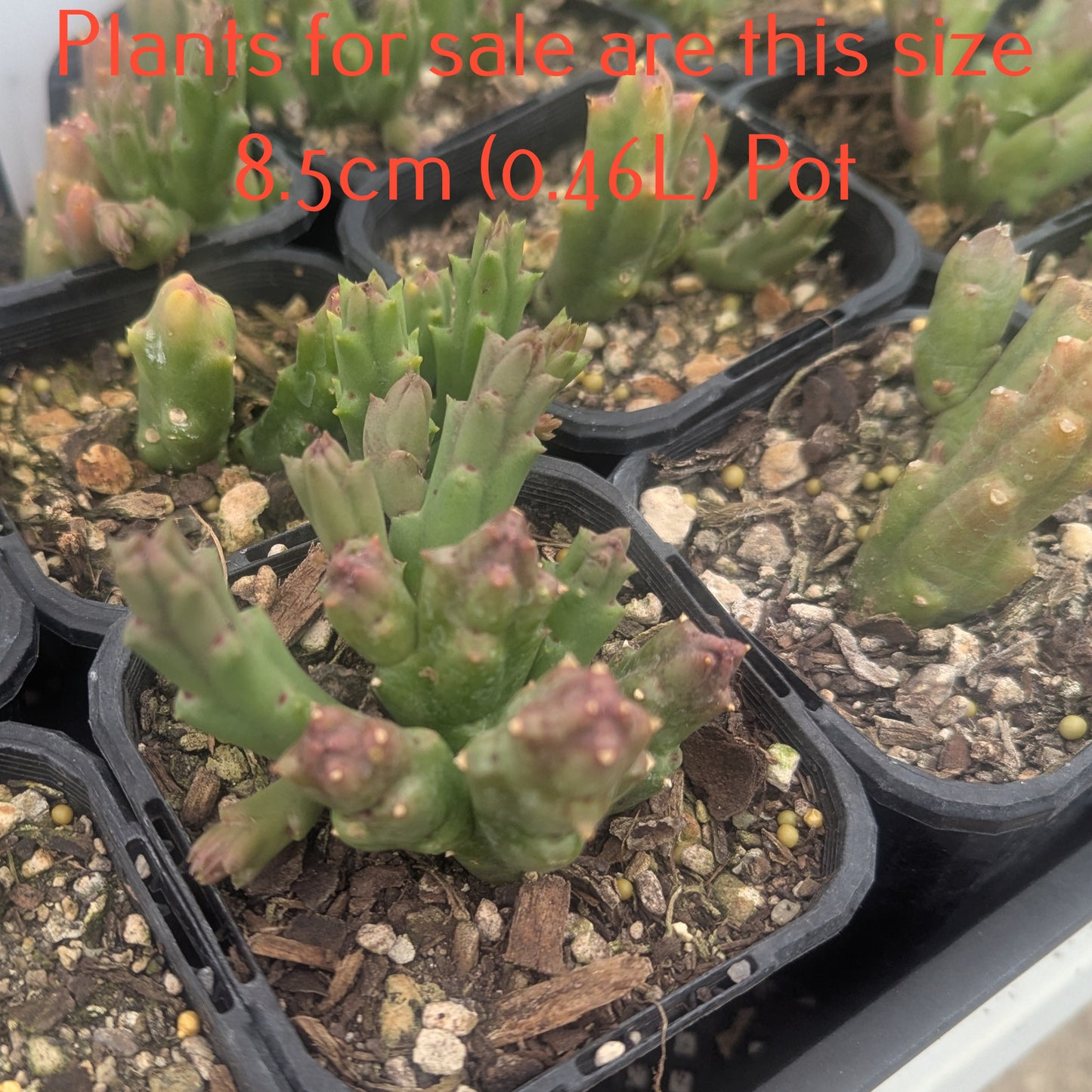 Orbea Variegata | Starfish Plant