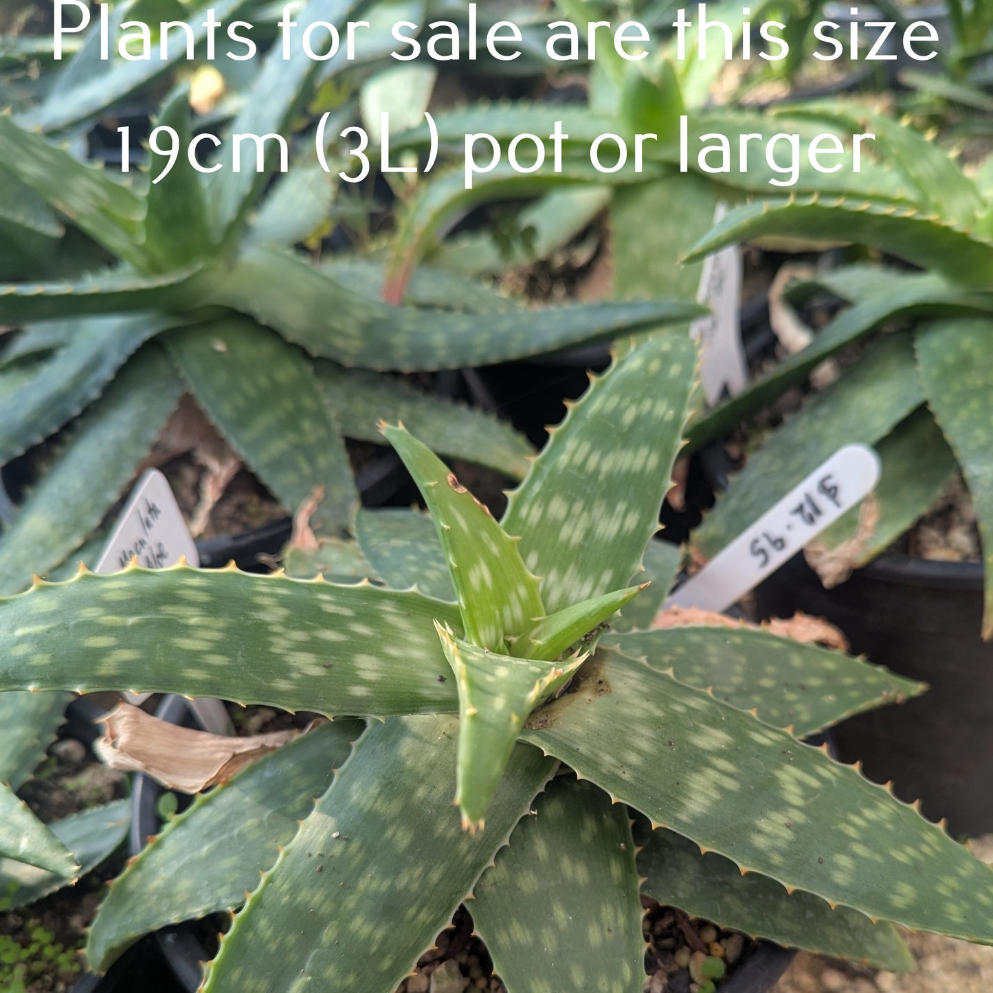 Aloe Maculata | Soap Aloe