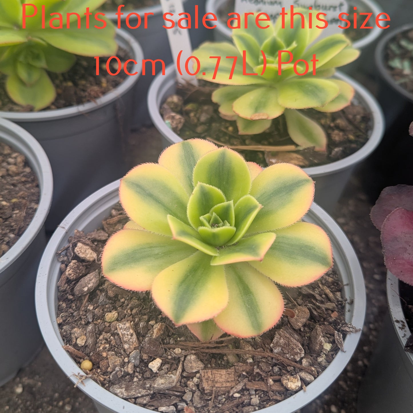 Aeonium Sunburst | Copper Pinwheel