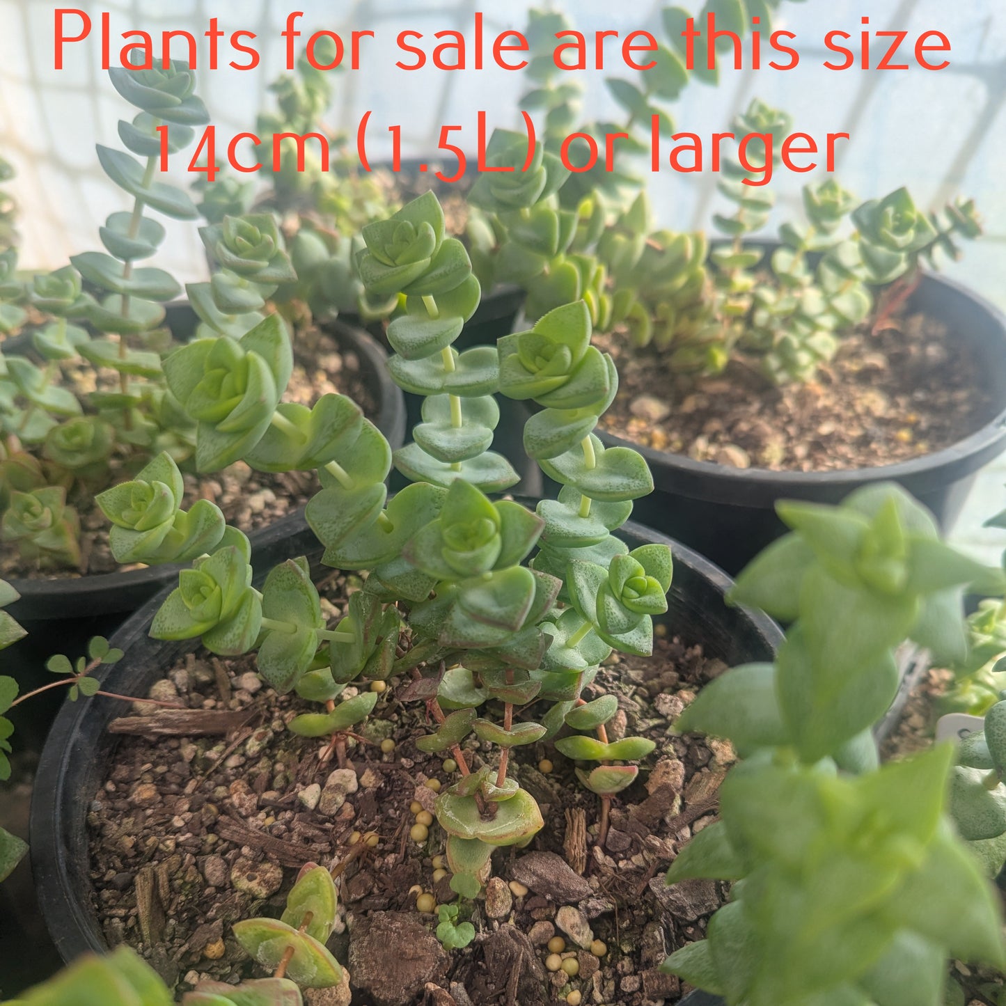 Crassula Rupestris | High Voltage