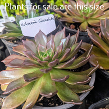 Load image into Gallery viewer, Echeveria Chocolate
