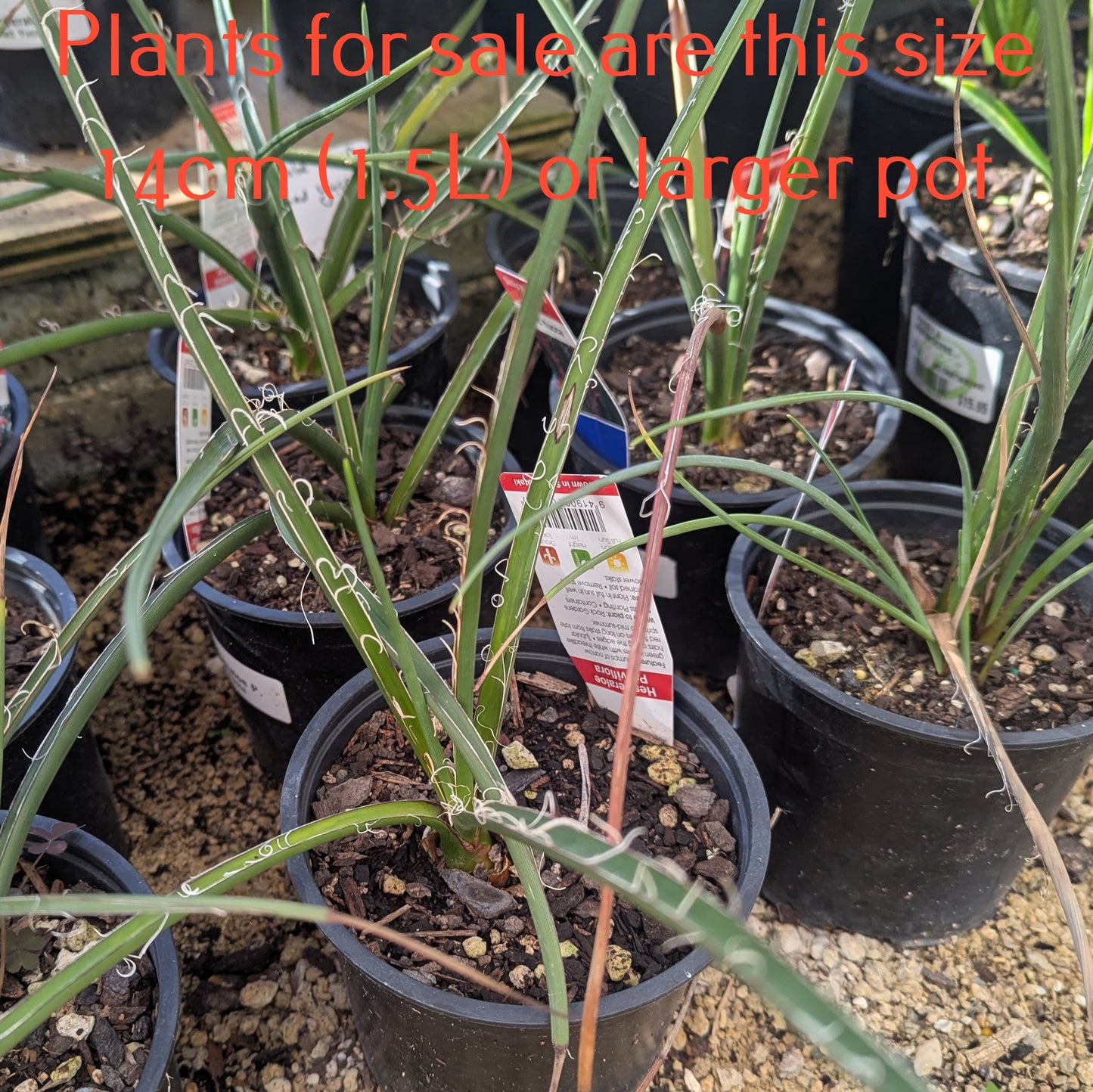 Hesperaloe Parviflora | Red Yucca