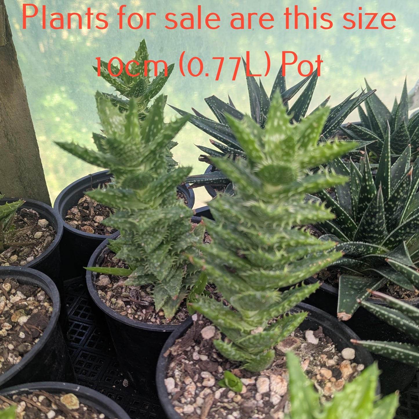 Aloe Juvenna | Tiger Tooth Aloe