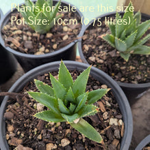 Load image into Gallery viewer, Aloe Polyphylla | Spiral Aloe
