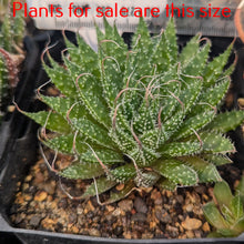 Load image into Gallery viewer, Aloe Aristata | Lace Aloe
