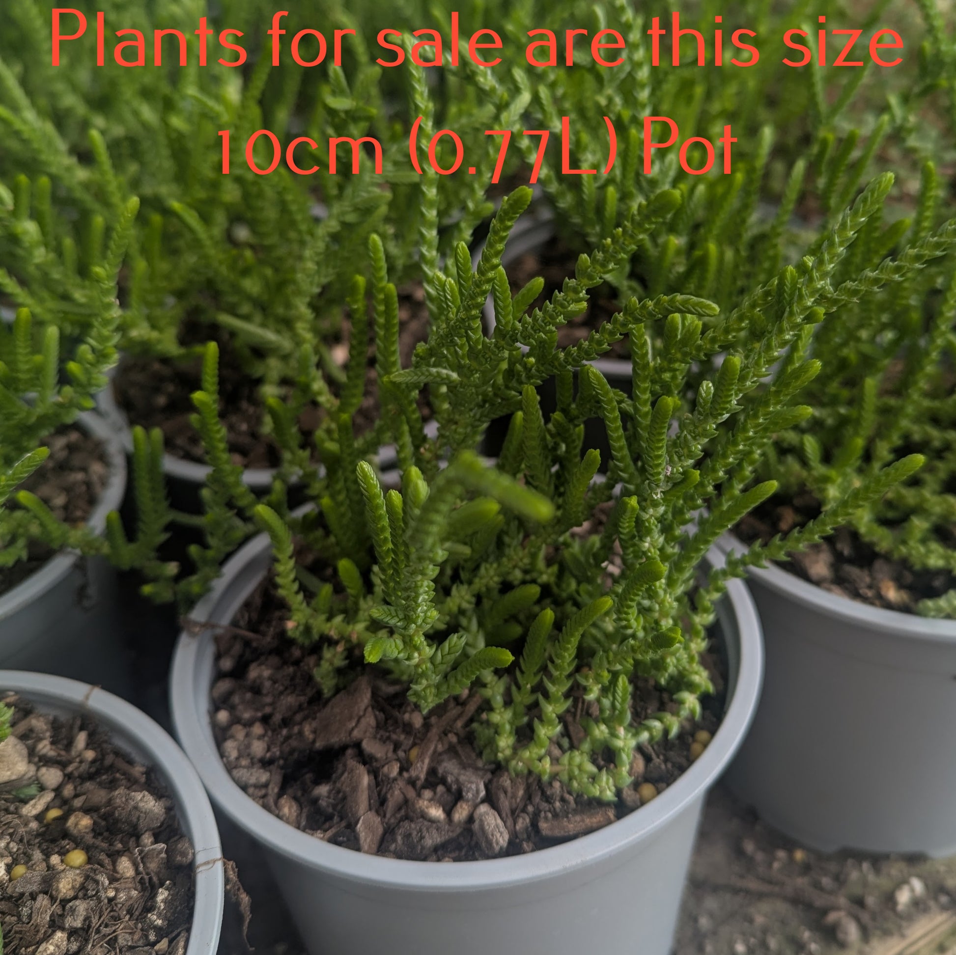 watch chain succulent size Crassula Muscosa