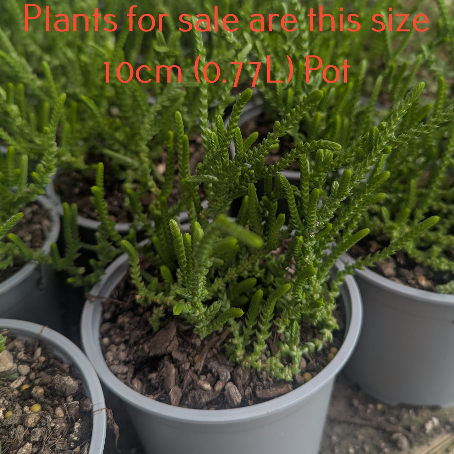 Crassula Muscosa | Watch Chain