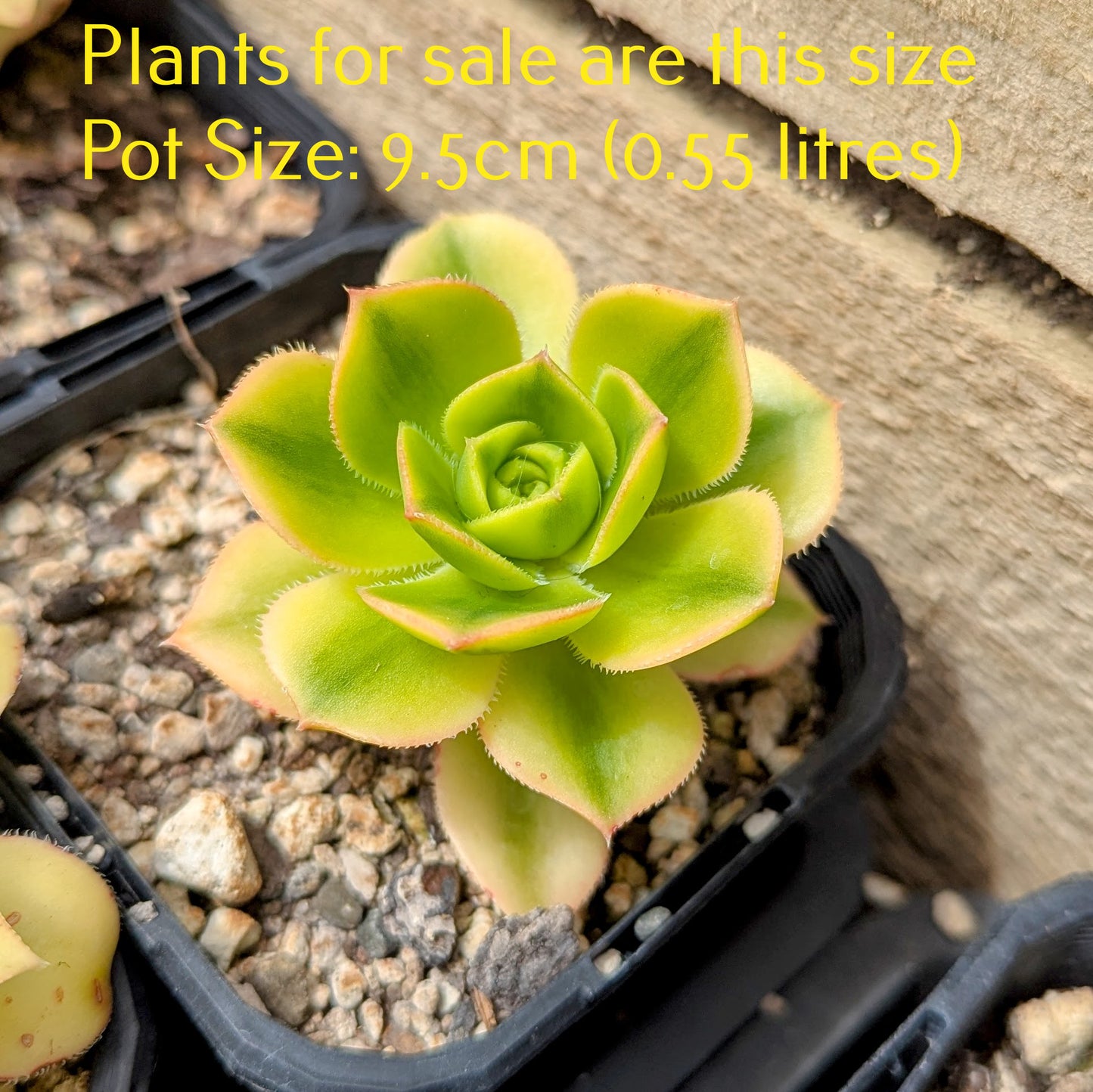 Aeonium Sunburst | Copper Pinwheel