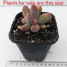 Load image into Gallery viewer, Pachyphytum Fittkaui
