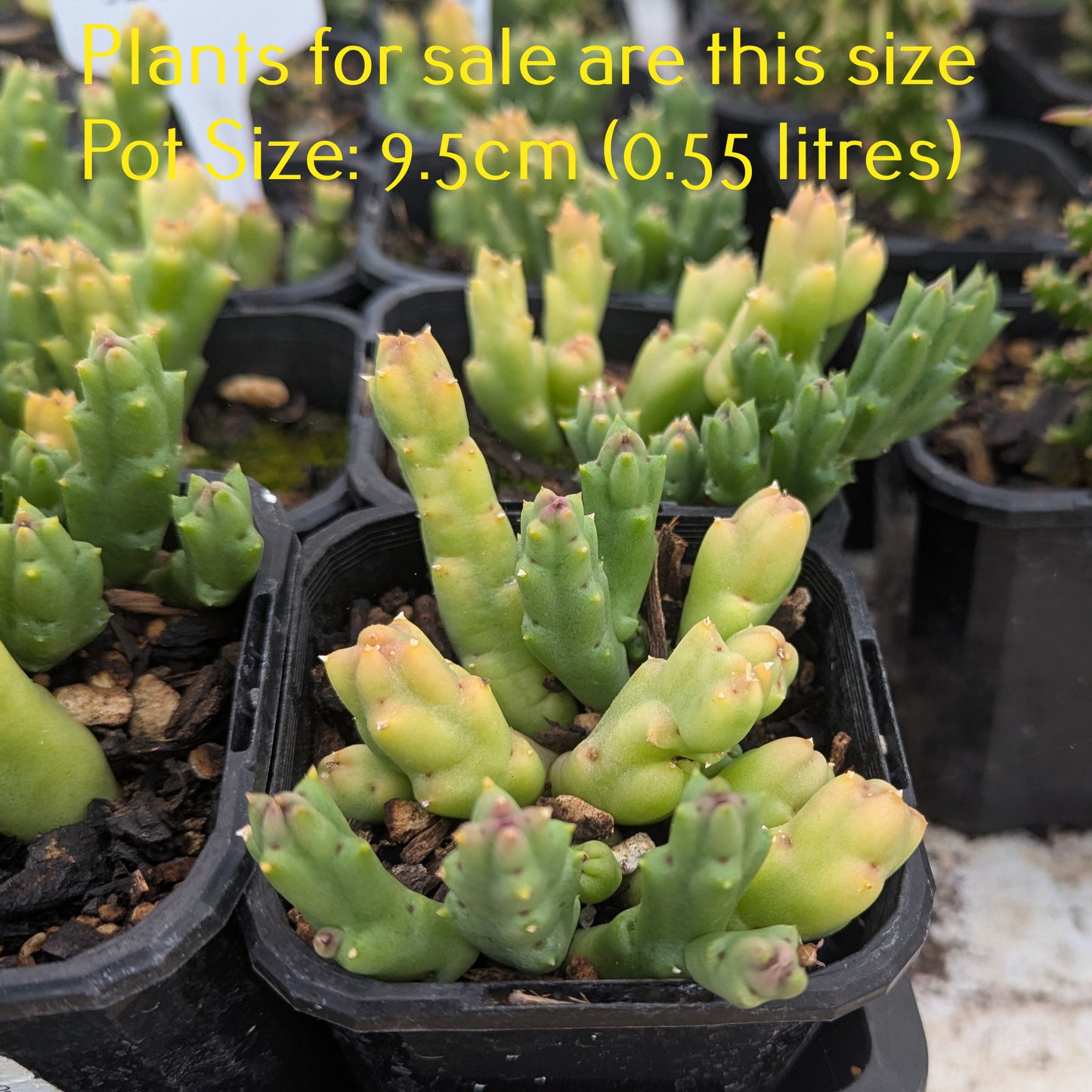 Orbea Variegata | Starfish Plant