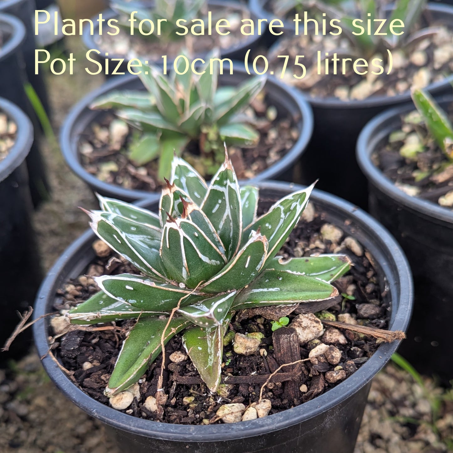 Agave Victoriae Reginae | Queen Victoria Century Plant