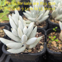 Load image into Gallery viewer, Senecio Haworthii | Cocoon Plant
