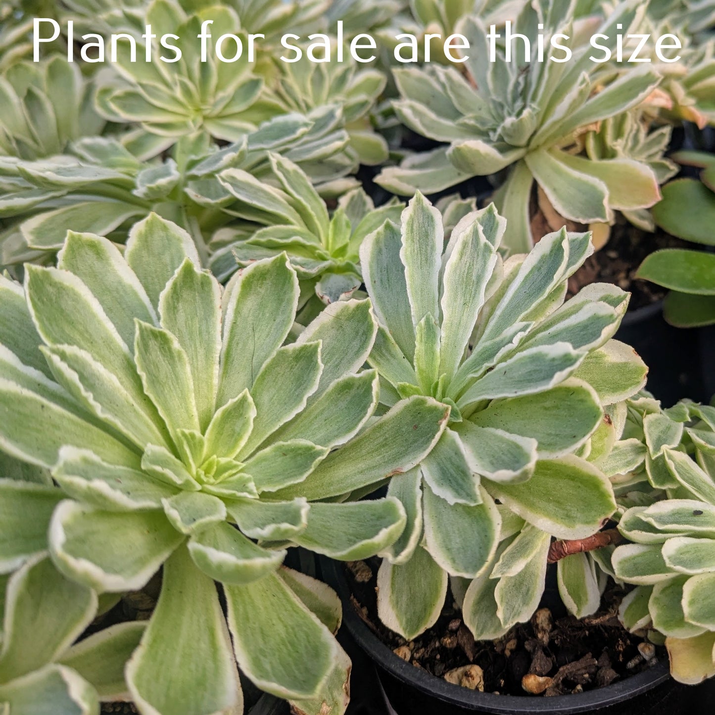 Aeonium Ballerina | Aeonium Frosty