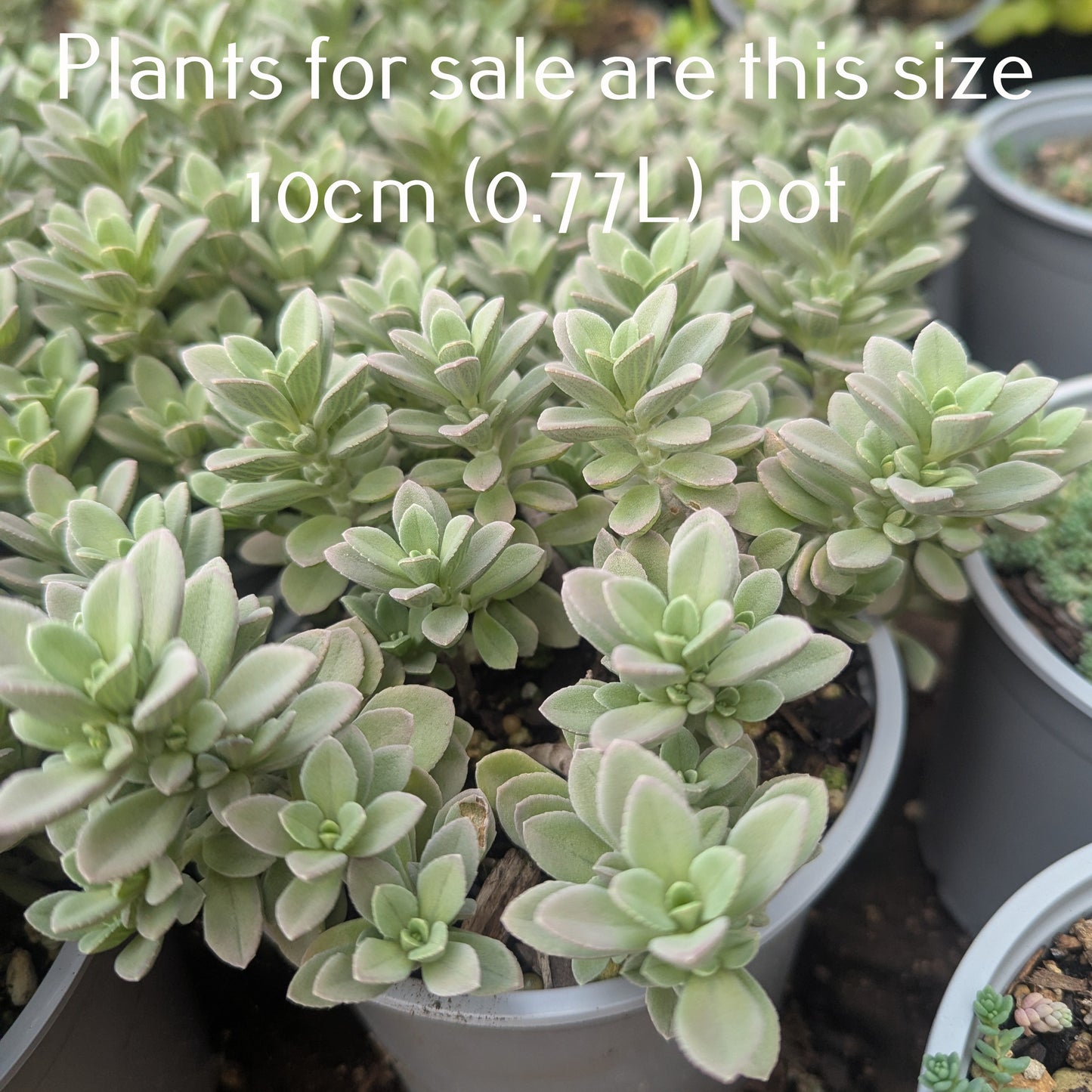 Sedum Cockerellii | Cockerell's Stonecrop