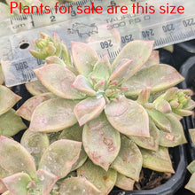 Load image into Gallery viewer, Graptopetalum Paraguayense | Ghost Plant
