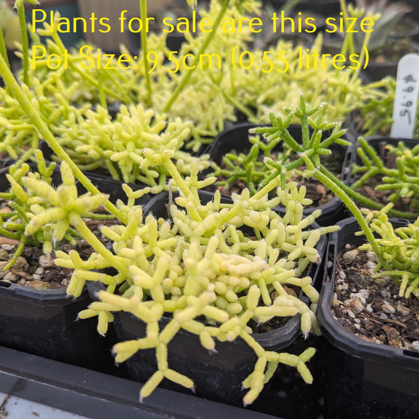 Rhipsalis Cereuscula | Coral Cactus