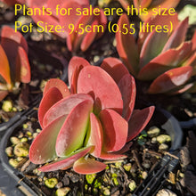 Load image into Gallery viewer, Kalanchoe Luciae | Flapjacks | Paddle Plant
