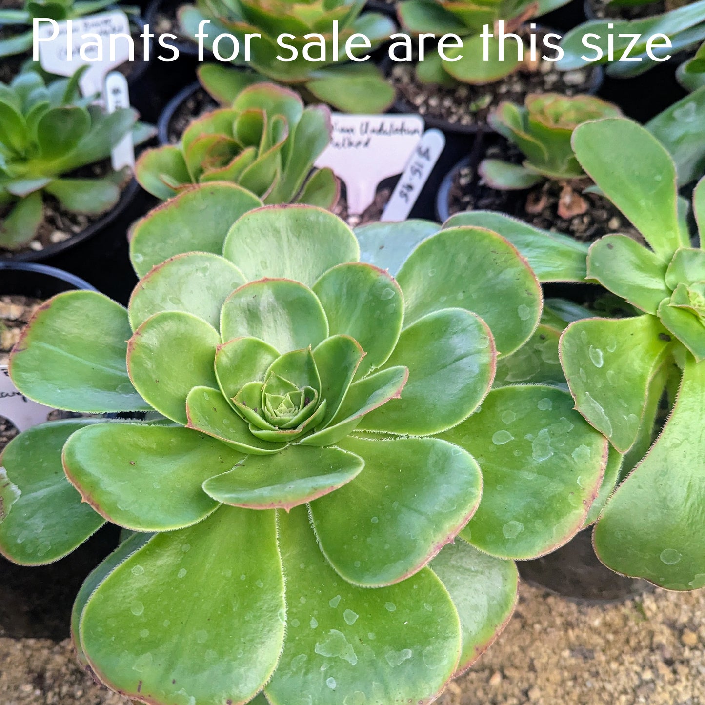 Aeonium Undulatum | Stalked Aeonium