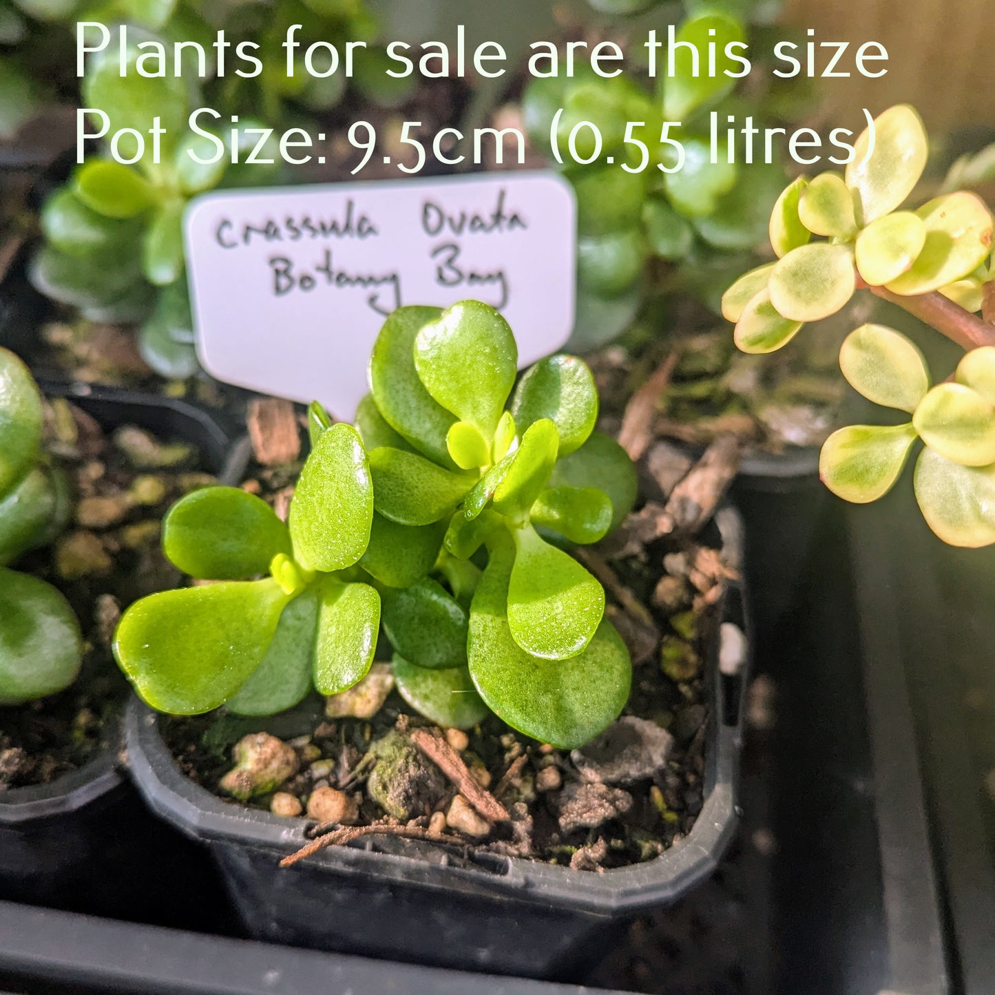 Crassula Ovata Botany Bay