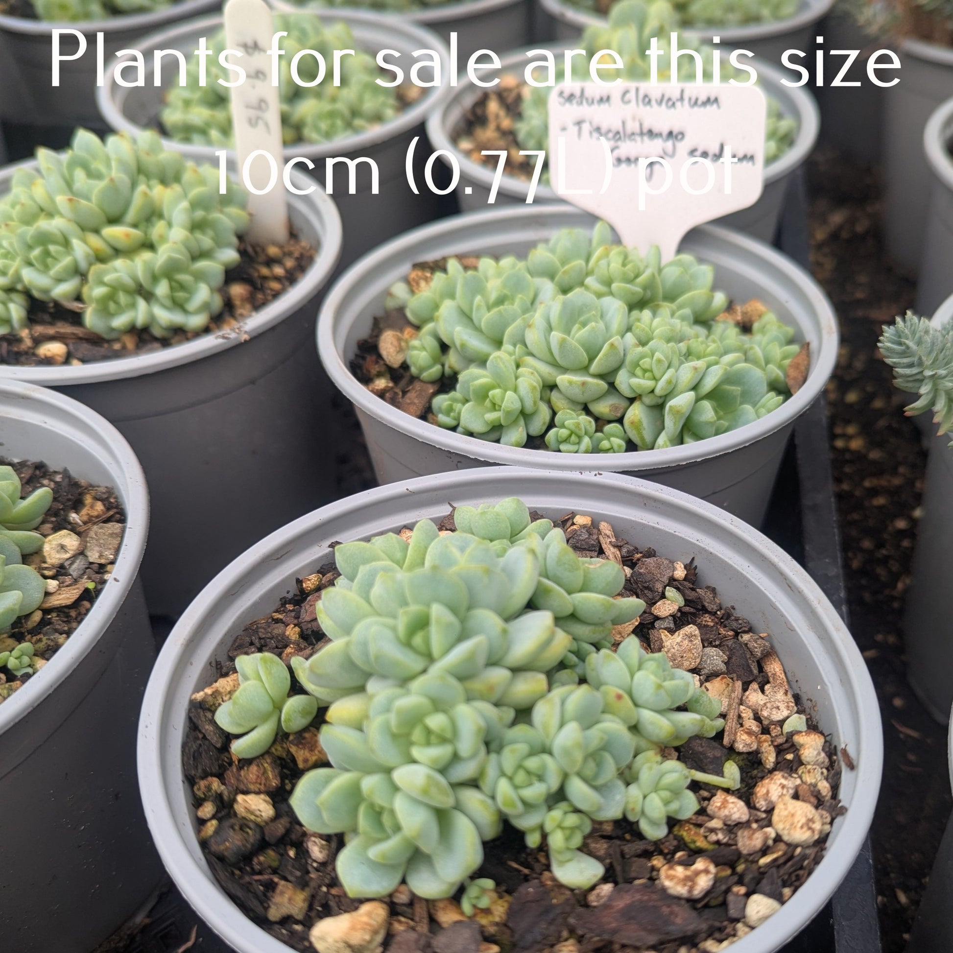 gorge sedum succulent Sedum Clavatum