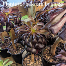 Load image into Gallery viewer, Aeonium Arboreum Zwartkop | Black Rose Aeonium
