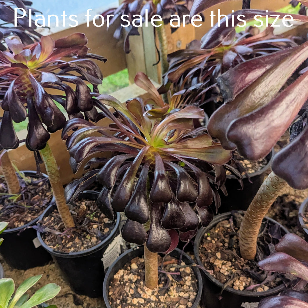 Aeonium Arboreum Zwartkop | Black Rose Aeonium