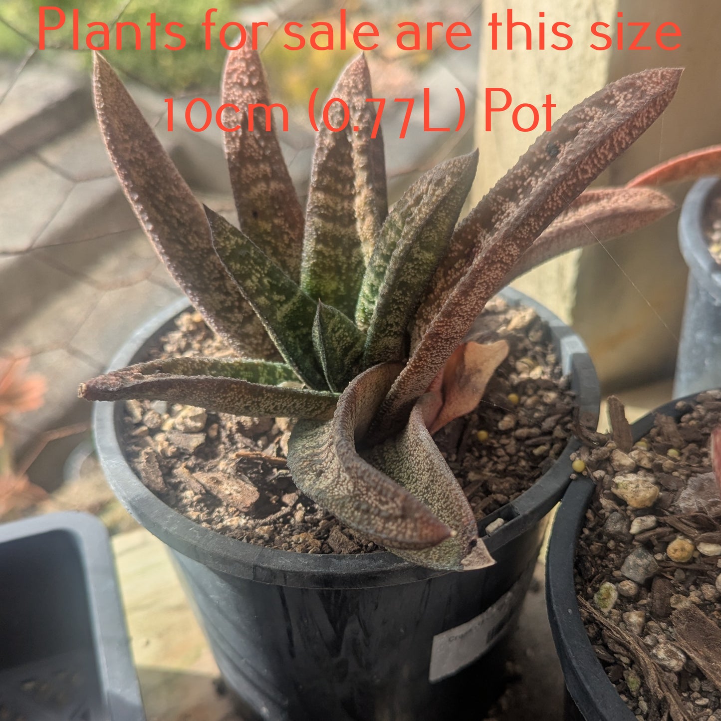 Gasteria Batesiana Barberton | Sand Paper Gasteria