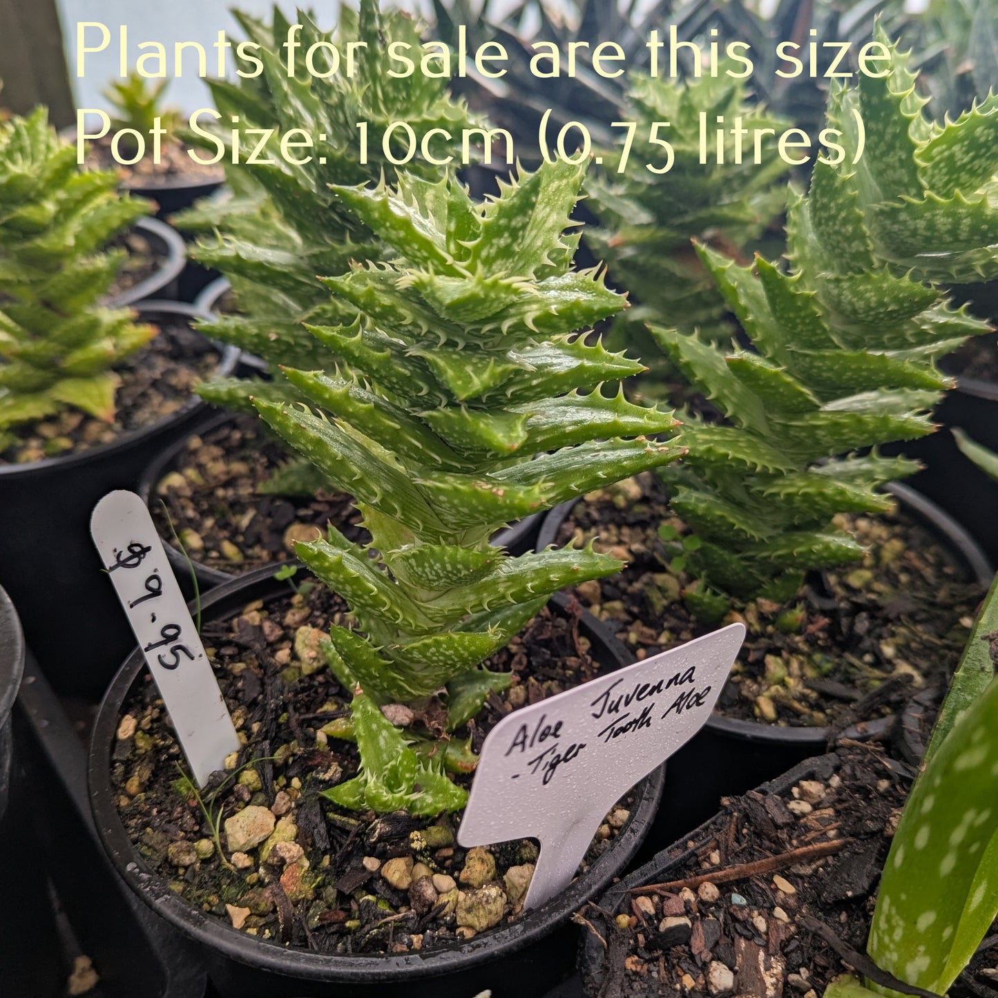 Aloe Juvenna | Tiger Tooth Aloe