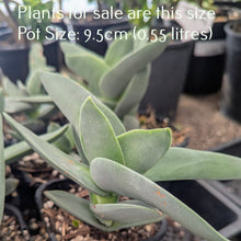 Load image into Gallery viewer, Crassula Falcata | Propeller Plant
