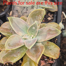 Load image into Gallery viewer, Graptoveria Douglas Huth
