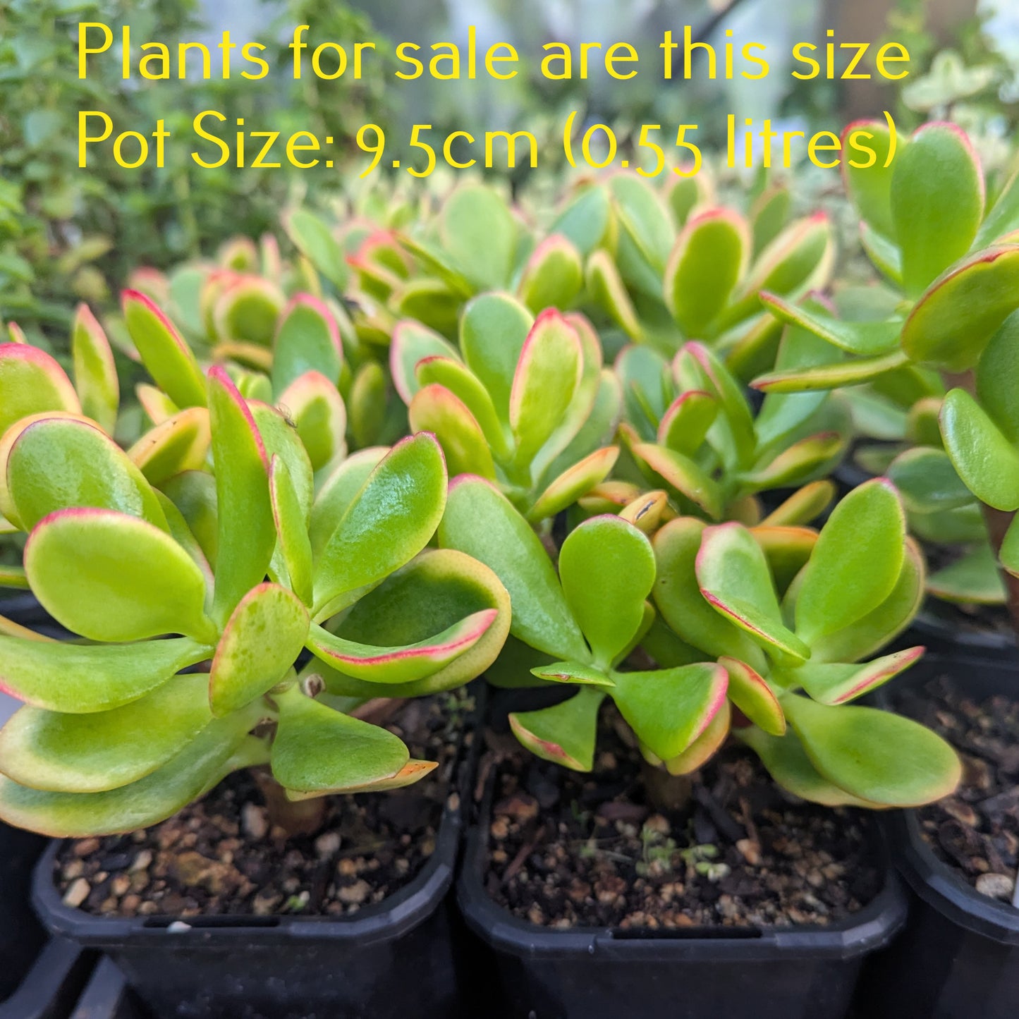 Crassula Ovata 'Hummel's Sunset | Golden Jade