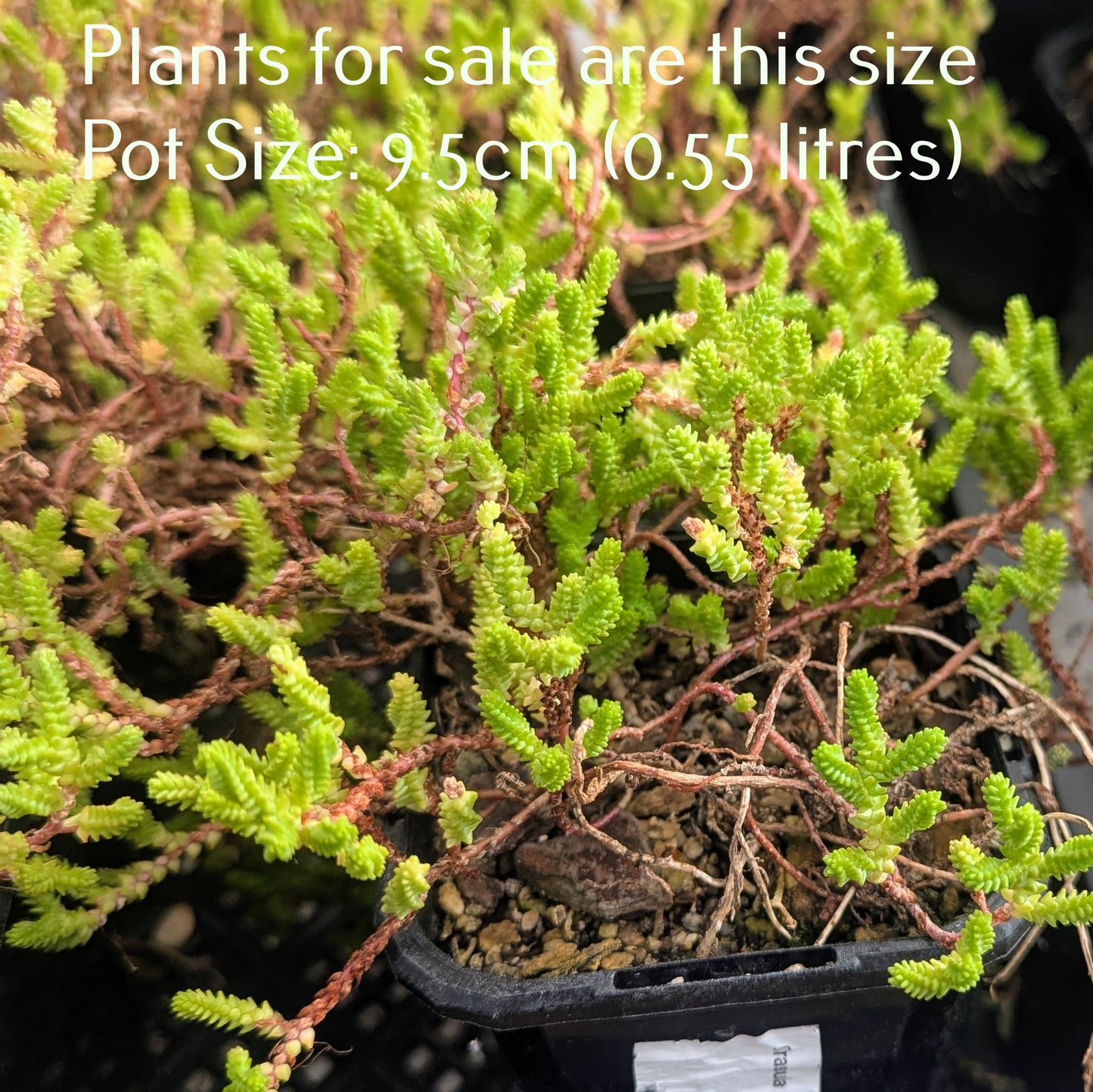 Crassula Lycopodioides | Princess Pine