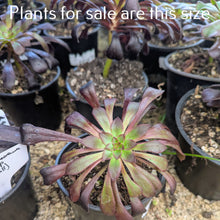 Load image into Gallery viewer, Aeonium Arboreum Zwartkop | Black Rose Aeonium
